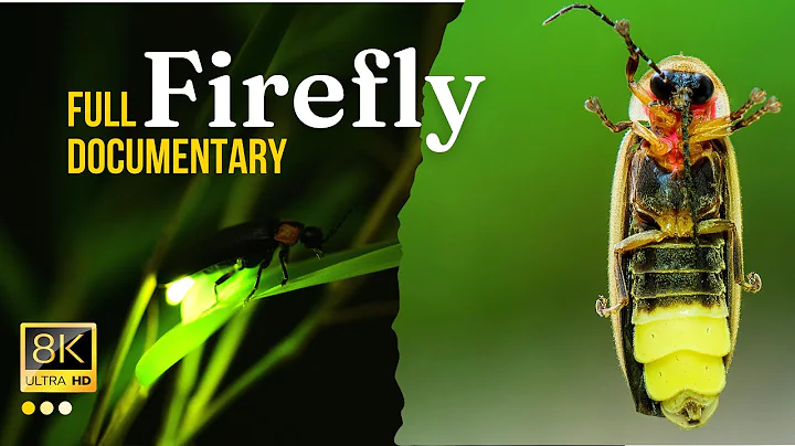 The Secret Life of Fireflies Revealed #firefly #fireflyinsect #junglelife