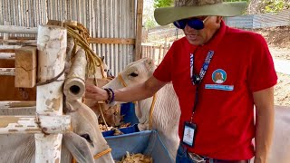 Dairy Cattle Milking Preparation: Training para sa Sariling Farm o Pang New Zealand at Japan!