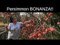 Persimmon BONANZA: fruit from our family of Persimmon trees