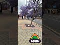 شارع الفن ابها