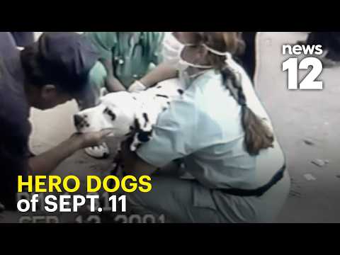 Suffolk SPCA’s little-known 9/11 mission helped hundreds of rescue dogs