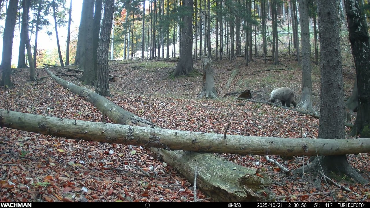 Fotopasca - neskorá jeseň vo Veľkej Fatre, medvede a iné