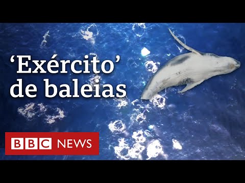 Vídeo: Suicídio Em Massa De Baleias Na Costa Da Nova Zelândia: Versões De Cientistas - Visão Alternativa