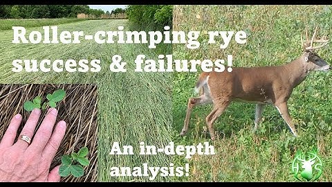 HS360 2021 Roller crimped rye no-till soybean test plots follow up.