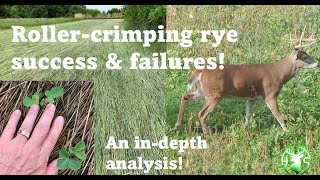 HS360 2021 Roller crimped rye notill soybean test plots follow up.