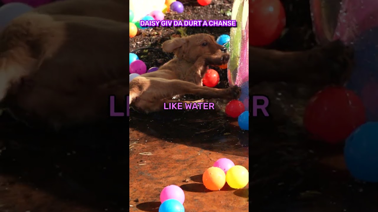I Built My Dogs their Own WaterPark!