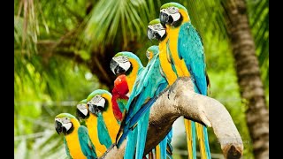 Beautiful Parrots | Ringtones for Android | Animal Ringtones 3 screenshot 2