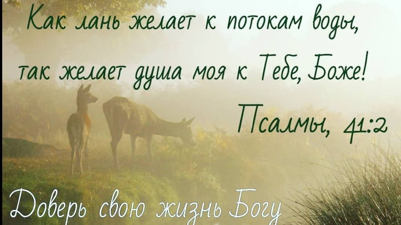 как лань желает к потокам. жаждущая лань. женщина должна быть как лань картинки. как лань желает к потокам воды псалом. моя душа жаждет только господа.
