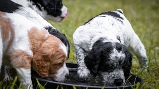 Training a Brittany Dog for Different Types of Game Hunting