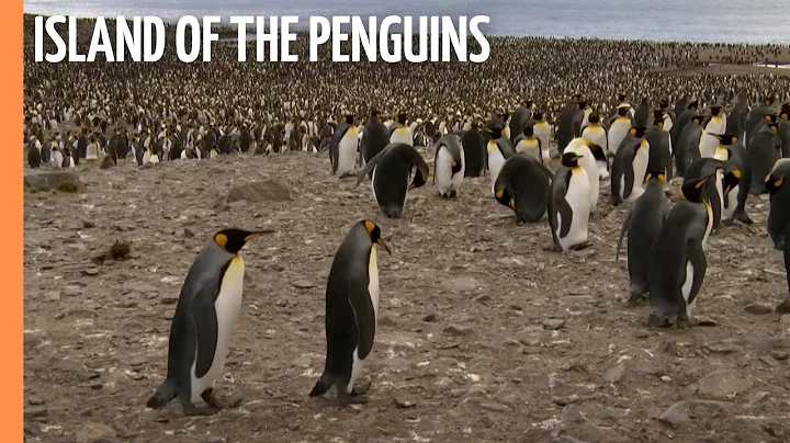 South Georgia - Island of the penguins | Full Documentary