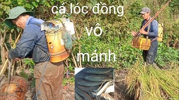 xiệt cá mùa lúa chín. vô bầy cá lóc cá trê trắng. cặp đôi xiệt cá hoàn hảo
