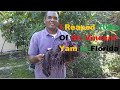 How I Plant & Reap 10lbs Of St. Vincent Yam In Florida