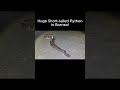 Finding a Borneo Short-tailed Python! #snake #shorts #herping #foryou