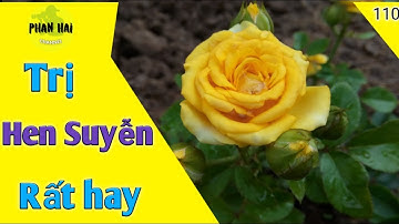 Bài thuốc Dân gian trị Hen Suyễn rất hay. PHAN HẢI channel.