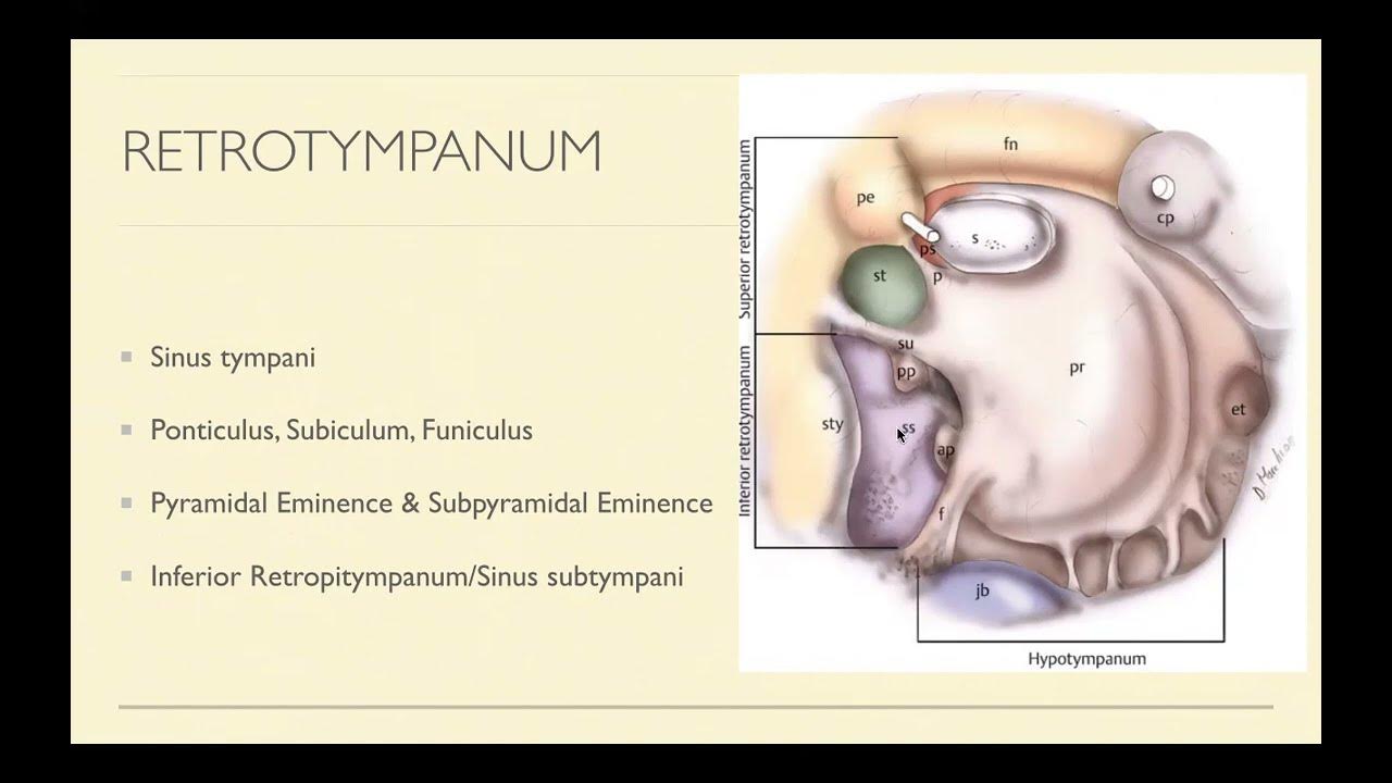 Anatomi Telinga Tengah secara Endoskopi YouTube