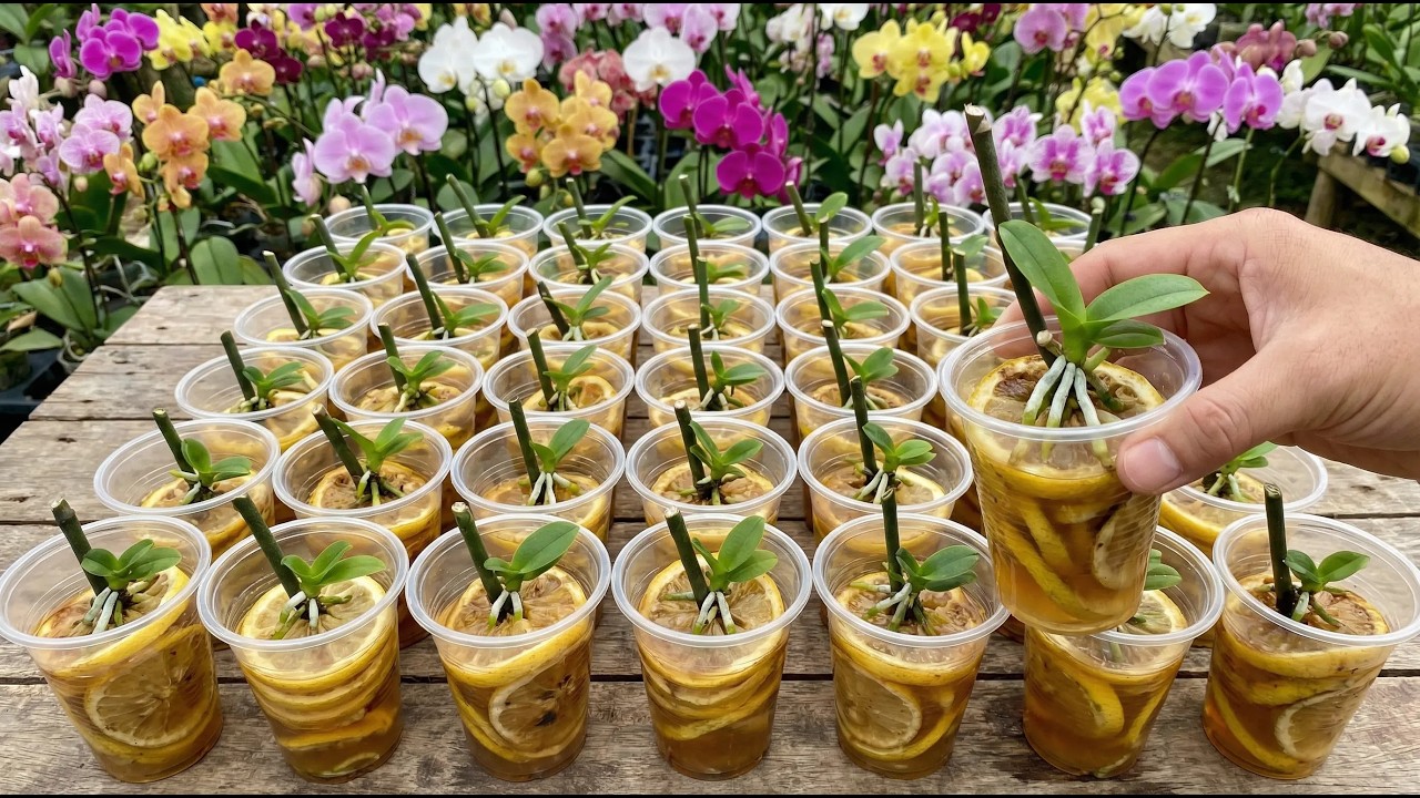 Money-saving tips for propagating 1000 orchid plants - Just use lemons.