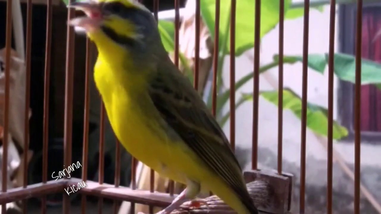BURUNG MOZAMBIK GACOR.. MASTERAN SEJATI KICAU MANIA 