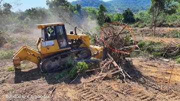 The Easiest! Way To Clean Abandoned Plantations Using a Dozer, CAT D7G The Most Suitable Dozer
