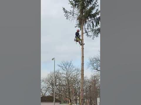 Baumfällung im Garten YouTube