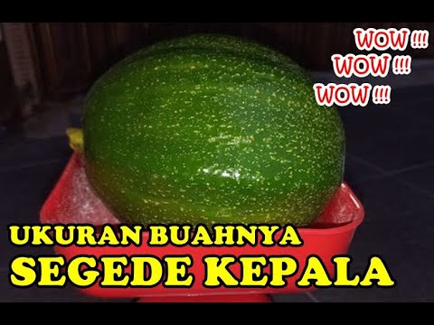 Macam Macam Jenis Alpukat