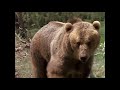 Exploring The Myths Behind Legendary Predators