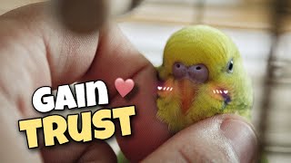How to Gain Your Budgie's Trust | 6 Tips for Taming