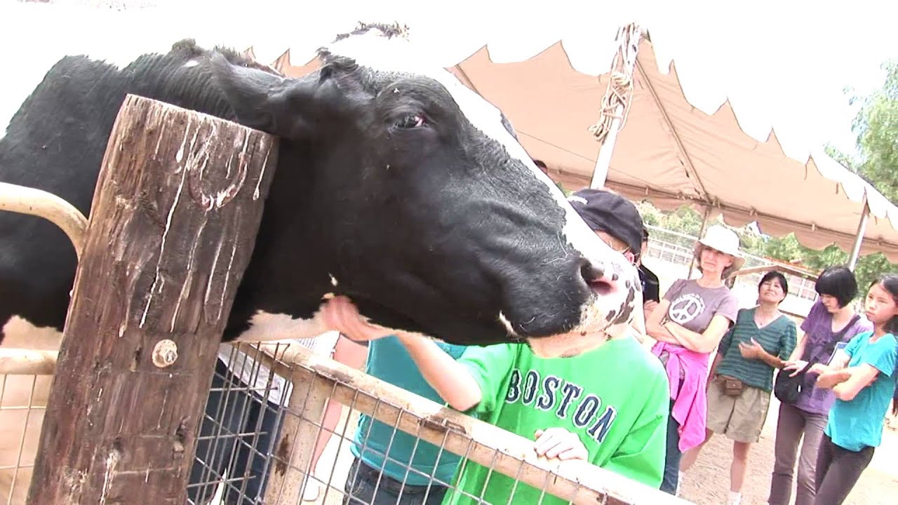 Petting Black And White Cow_Kisses Camera_Animal Acres free video clips background