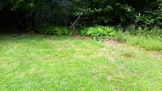 4 lb exploding target takes down tree