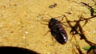 Life In A Day:Click Beetle STUNT in slow Motion!