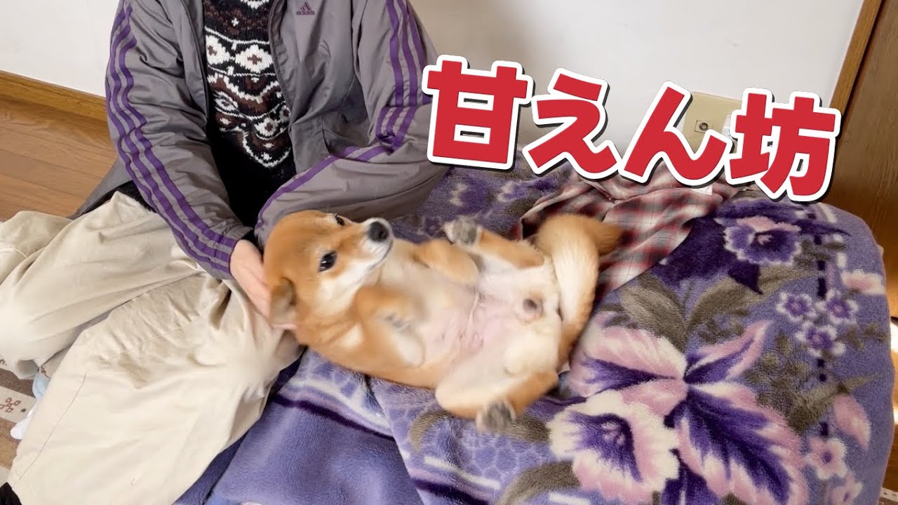 お姉ちゃんがいる間はしっかり甘えん坊　柴犬小夏　ASMR ハラミと金時人参