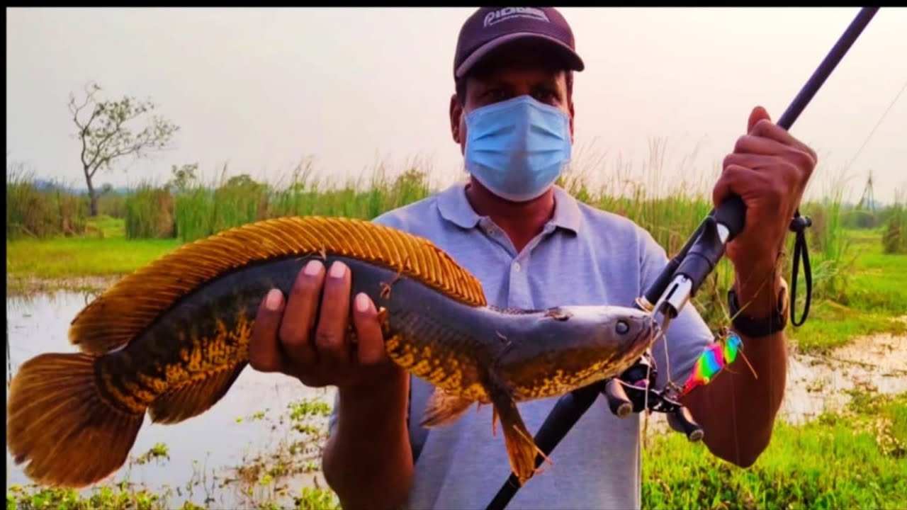 HOW TO CATCH BIG SNAKEHEAD ! KABRA ! SAMAL! DOZER ! INCREDIBLE BLACK MURRELL FISHING.