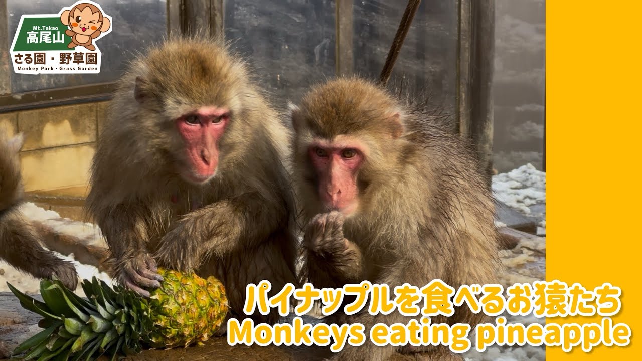 高尾山さる園】パイナップルを食べるお猿たち🐒 - YouTube