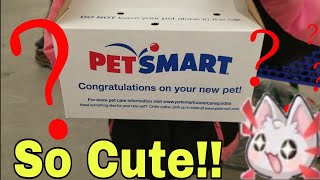 We got a new pet at Petsmart!