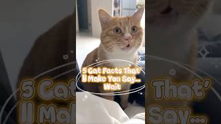 5 Cat Facts Thatll Make You Say Wait, What? Viral