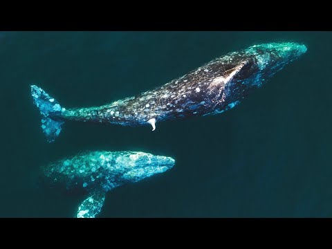 Two Male Gray Whales Exhibit Possible Mating Behavior