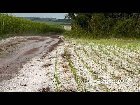 Granizo deixa rastro de destruição em lavouras do Paraná