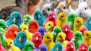 tangkap Ayam Lucu, ayam warna warni, duck, hamsters, cute animals, ayam Rainbow, chickens Colorful,