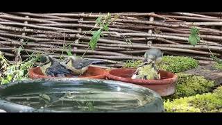 Baby Blue Tits Take a Bath