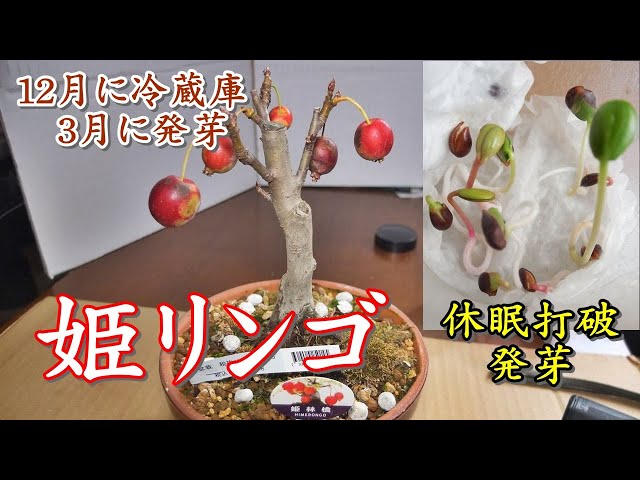 姫りんご休眠打破 発芽】姫リンゴを摘果 種を休眠打破して発芽させる