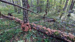 Волна ОСЕННИХ ОПЯТ в Московской области. Огромные семейства в тысячи штук на деревьях. Сентябрь 2023