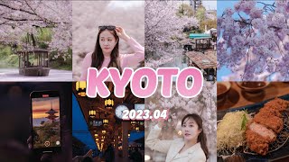 🇯🇵vlog/ 벚꽃 헌터의 4월 교토 여행 kyoto cherry blossoms  🌸