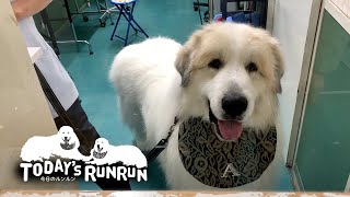 シャンプーしてフワフワ&モフモフMAXのアランです　Great Pyrenees　グレートピレニーズ