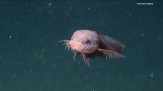 Researchers discover new &#39;Bumpy Snailfish&#39; in deep sea, off California&#39;s coast