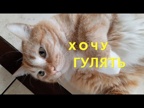 Бейне: Котенканы дәретханаға баруға қалай үйрету керек