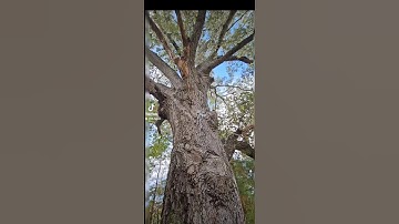 Tree Hugging Explorations #nature #treehugger #comfortzone