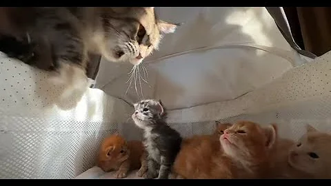 Video 6854181: maine coons born, baby maine coon