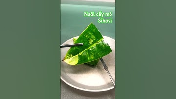 Nuôi cấy mô thực vật từ moo Lá của cây | CÔNG NGHỆ SIHOVI