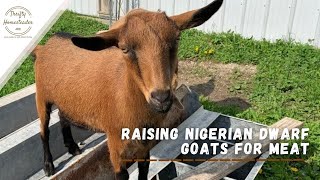 Nigerian dwarf goats for meat?