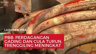 PBB: Perdagangan Gading dan Cula Turun, Trenggiling Meningkat