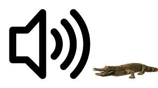Download Lagu Alligator sound MP3